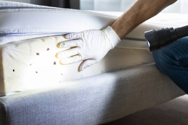 Reliable Carter Lake, IA Pest Control Solutions