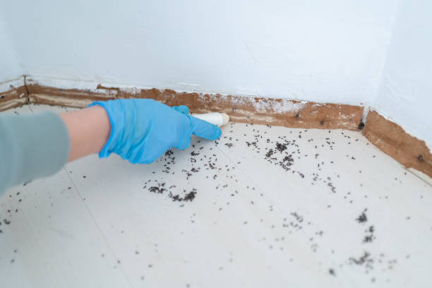 Best Termite Control Services  in Carter Lake, IA
